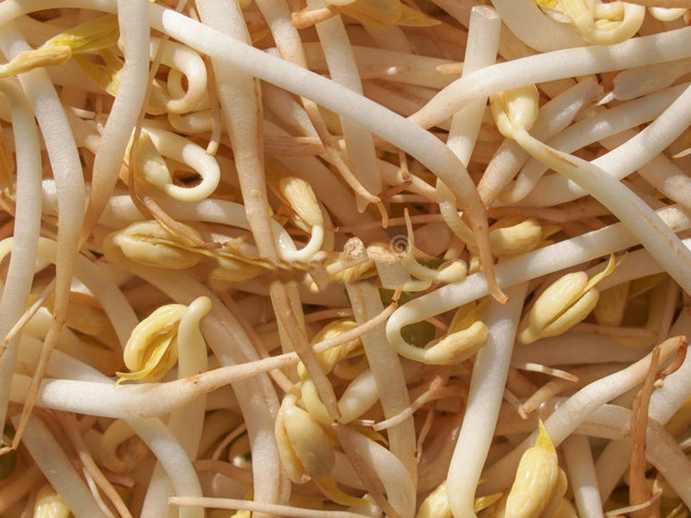 Lovely Fresh Mung Bean Sprouts Vegetable Picture