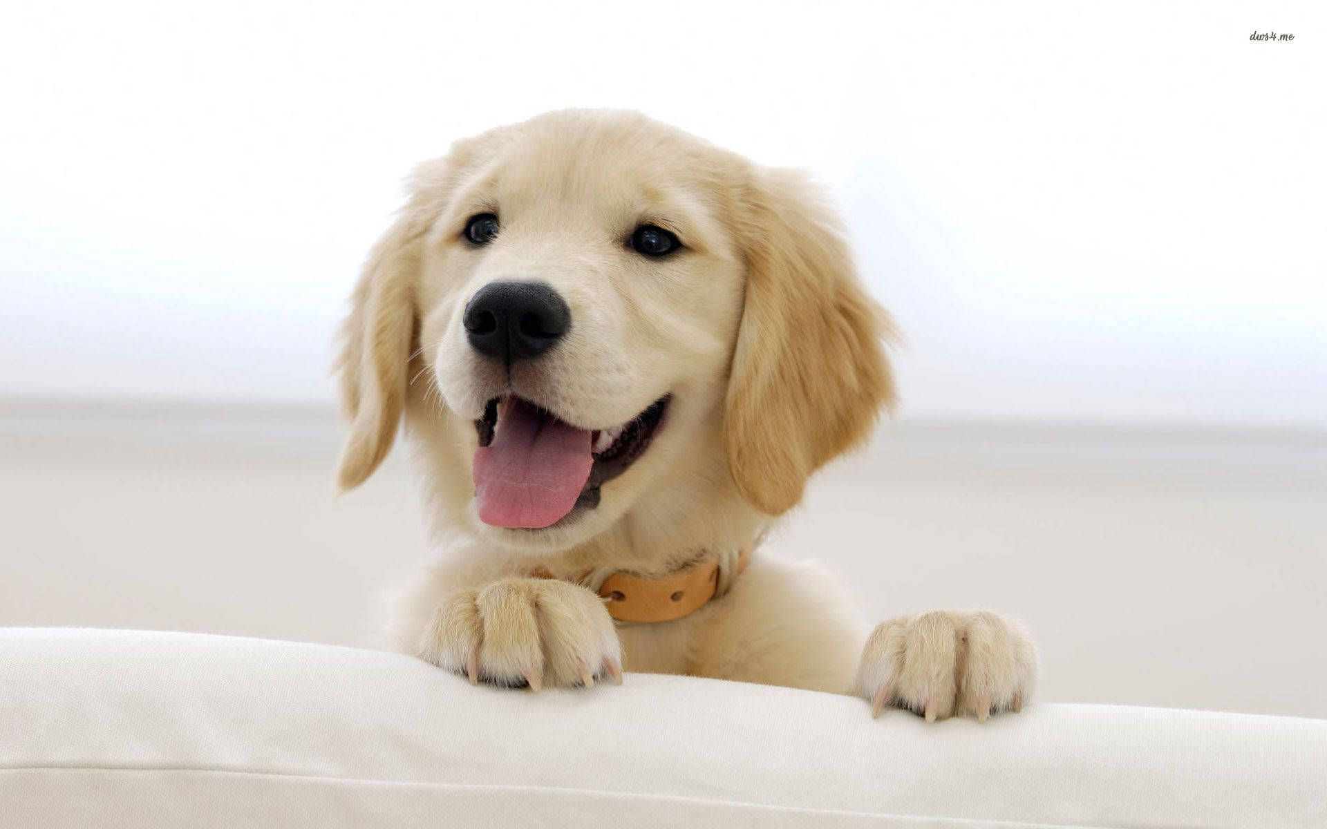 Lovely Golden Retriever Puppy Desktop Wallpaper