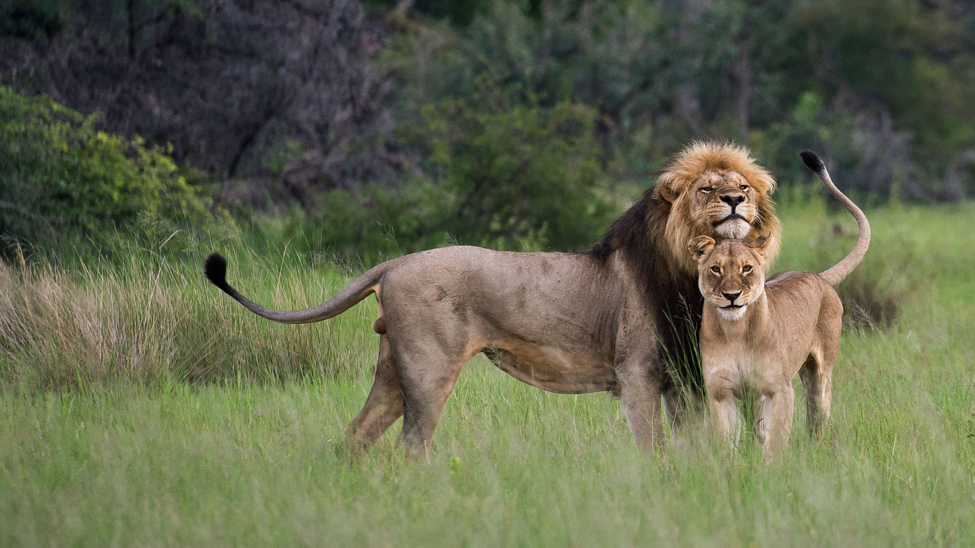 Lovely Lion Couple
