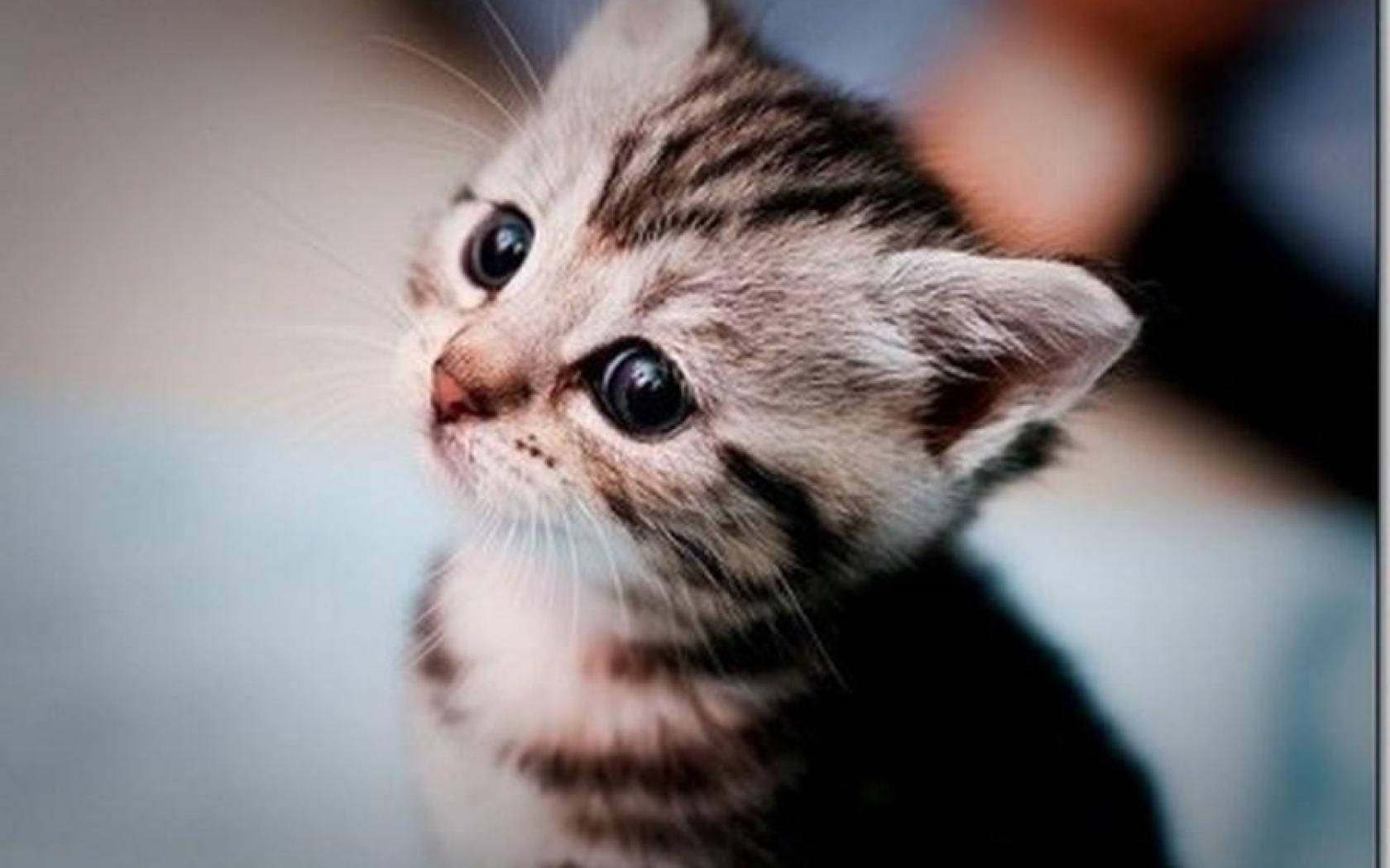 Download Lovely Little Kitten Wallpaper 
