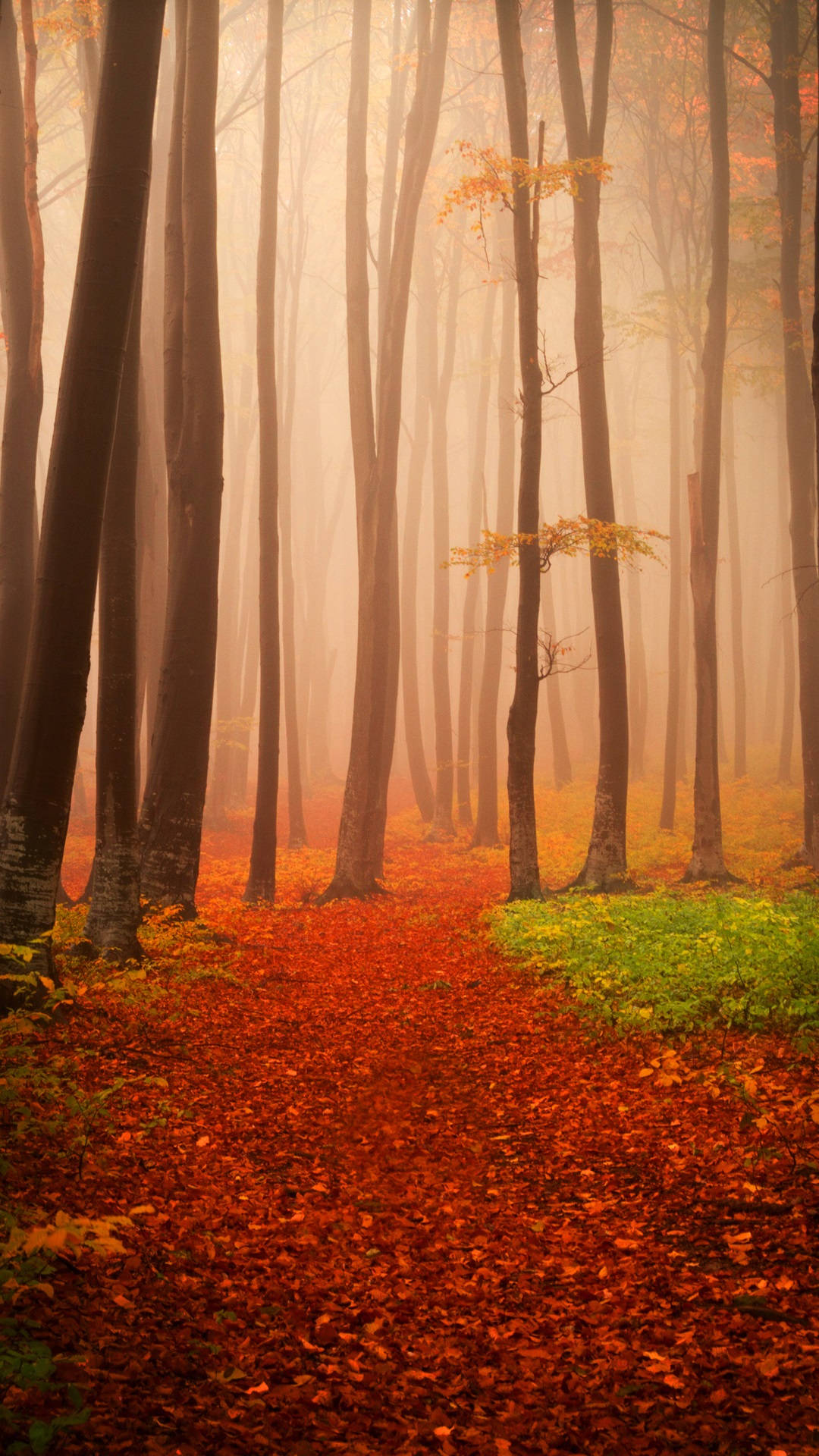 Dejlig Misty Efterårsskov Iphone Wallpaper