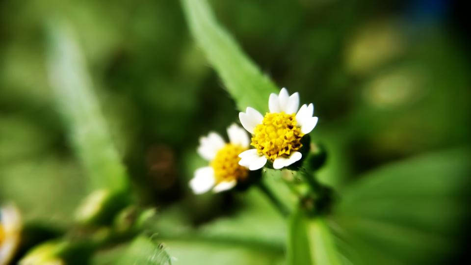 Lovely Nature Blurred Daisies