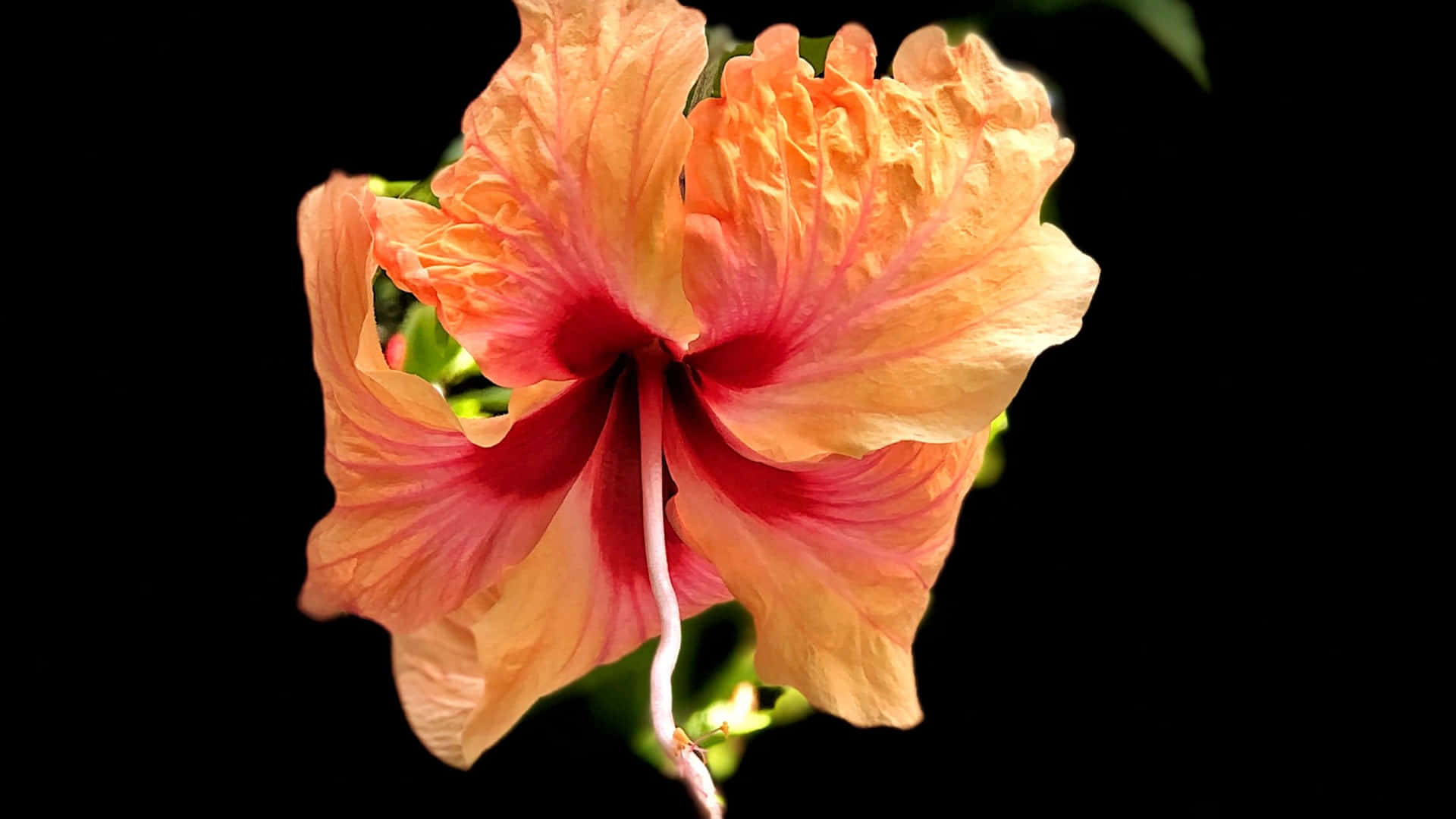 Lovely Orange Hawaiian Hibiscus Flower Background
