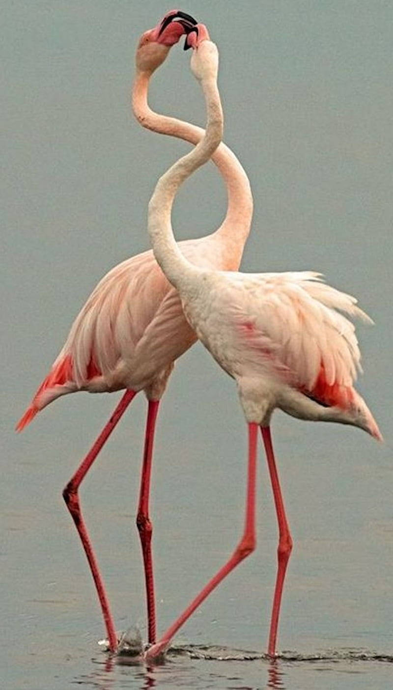 Lovely Pink Birds Cleaning Wallpaper