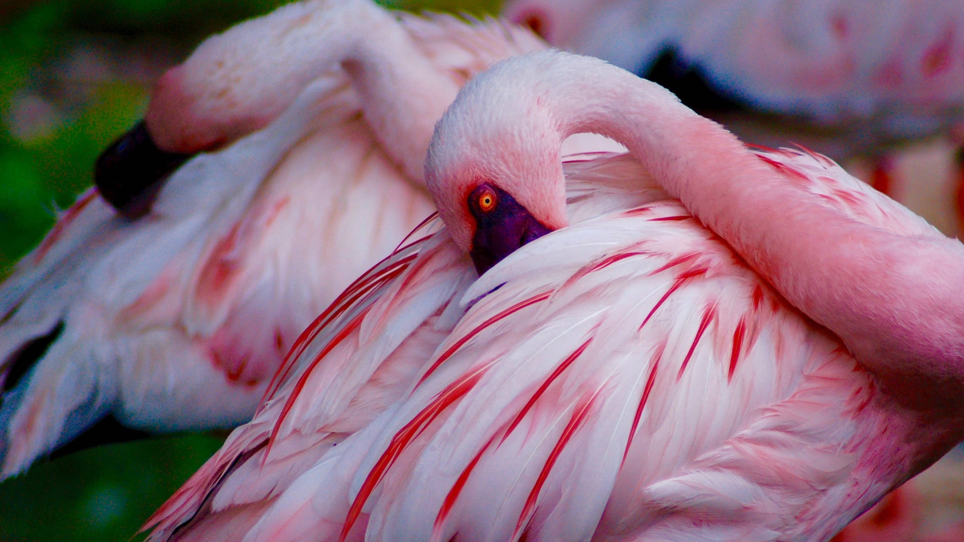 A Graceful Pair of Pink Flamingos in Love Wallpaper