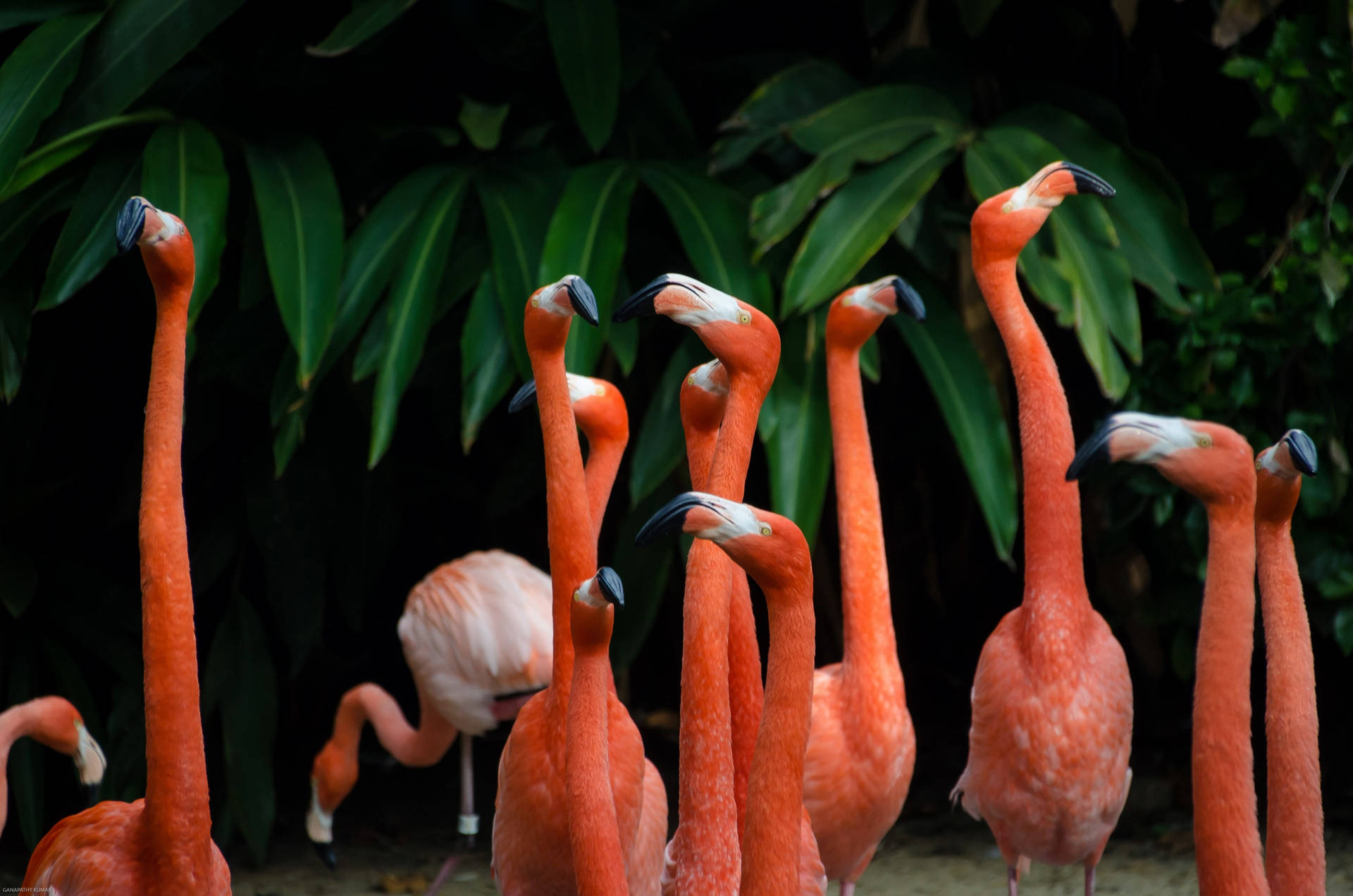 Lovely Pink Flamingo Birds Standing Around Wallpaper