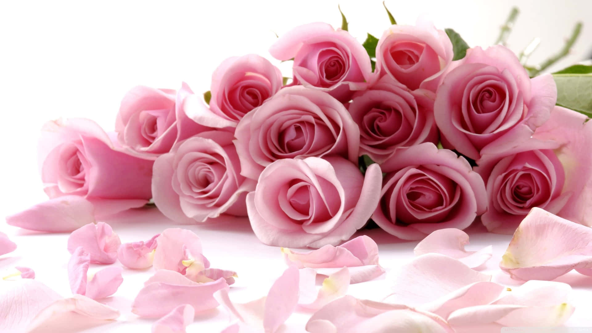 Lovely Pink Garden Rose Bouquet Wallpaper