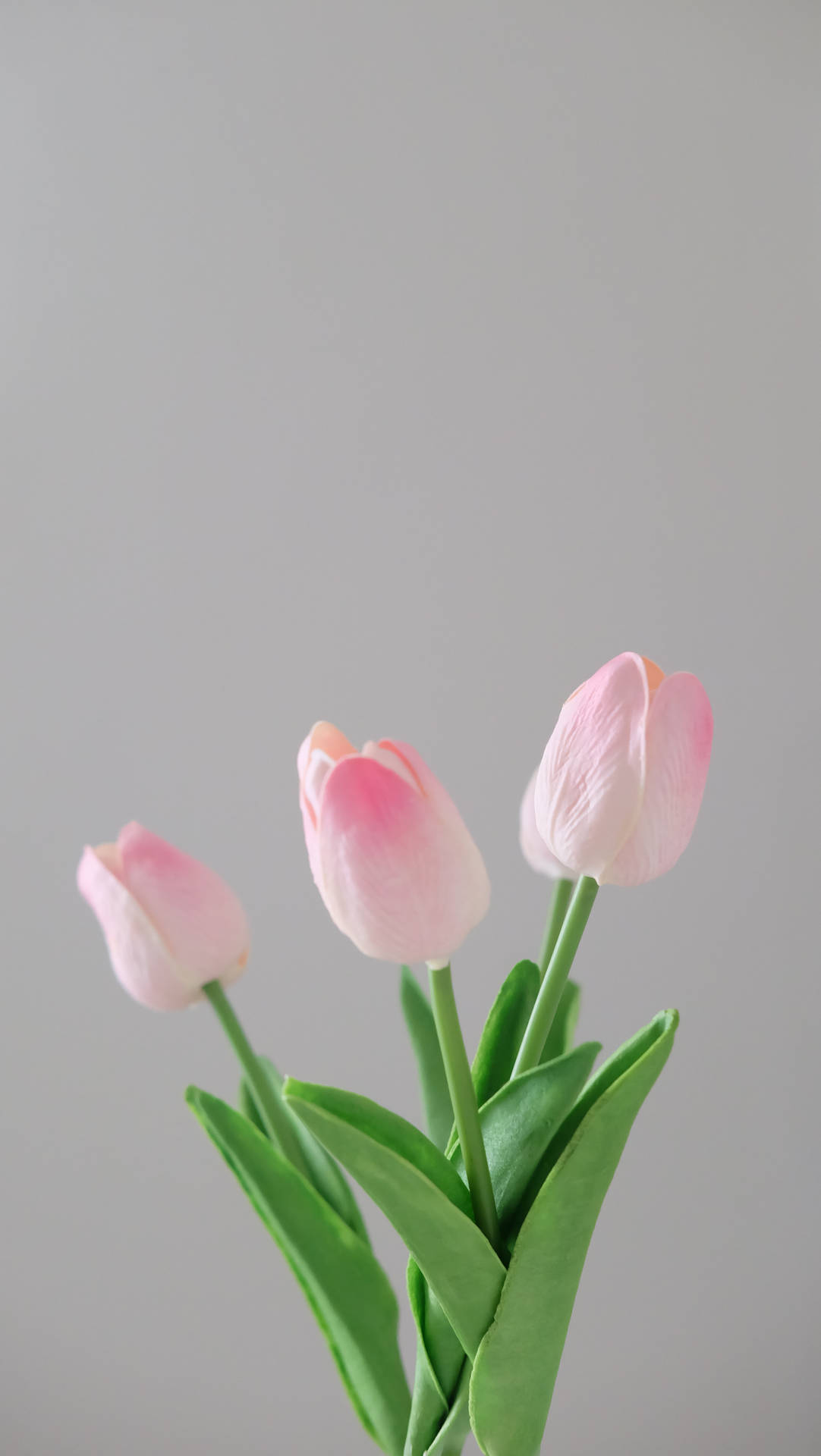 Lovely Powder Pink Tulips Wallpaper
