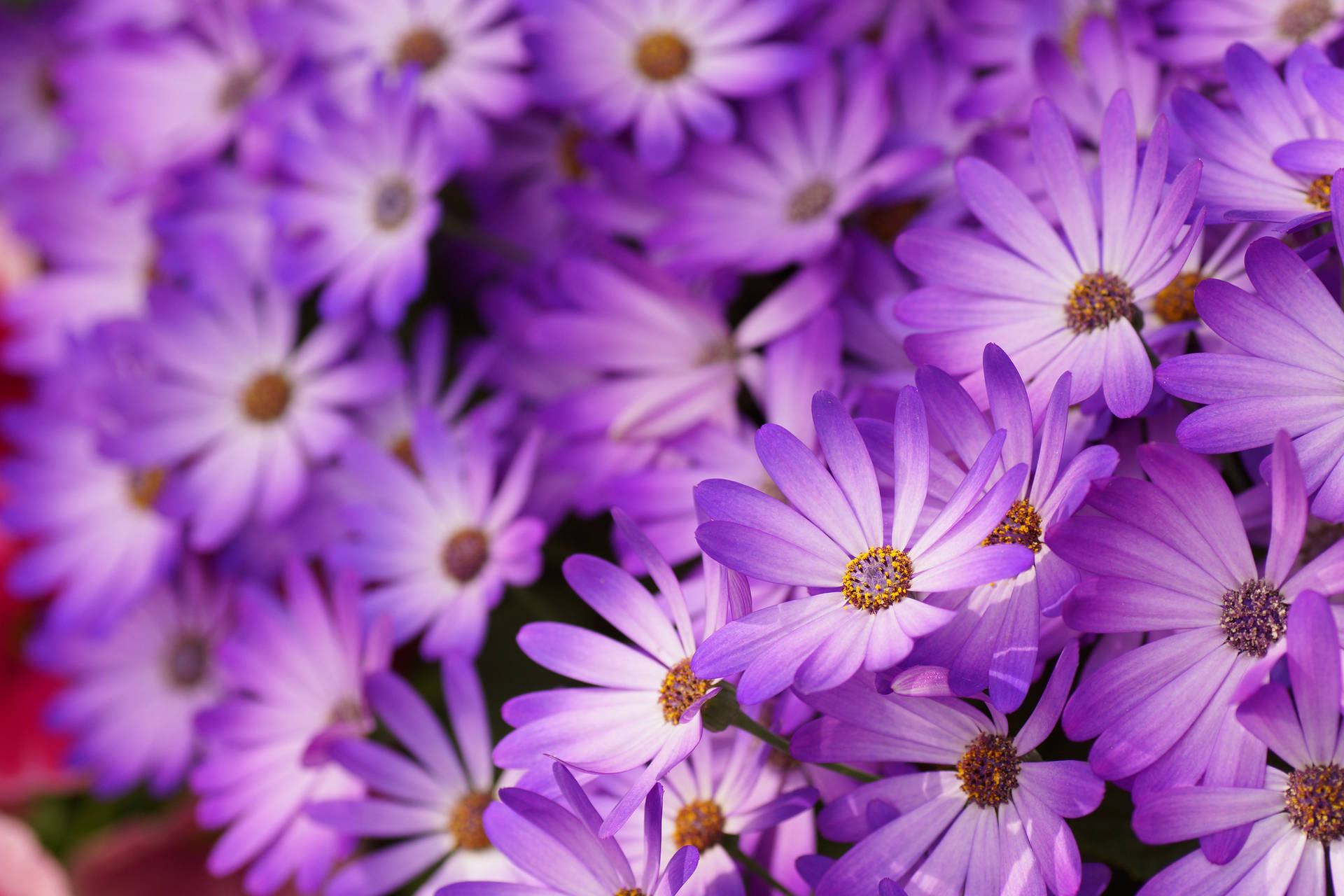 Lovely Purple Daisy Wallpaper