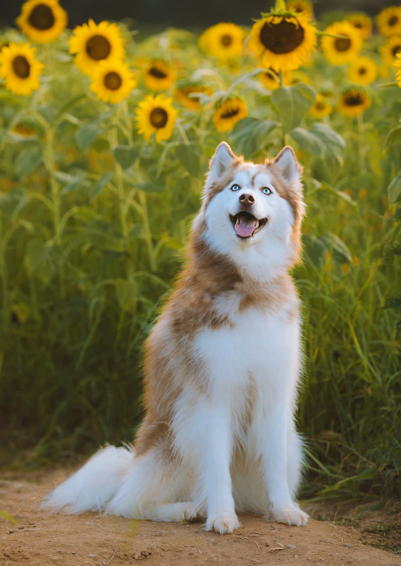 Hübschersiberian Husky Hund Mit Sonnenblumen. Wallpaper