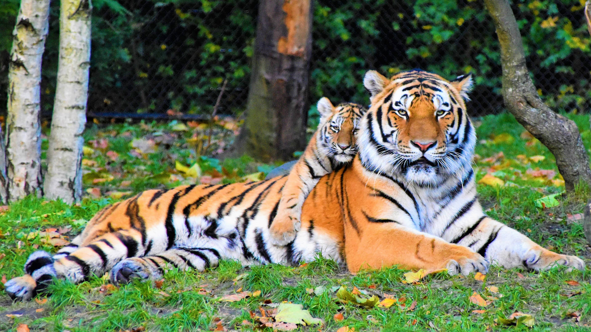 Lovely Siberian Tiger Hd Cub Resting Wallpaper