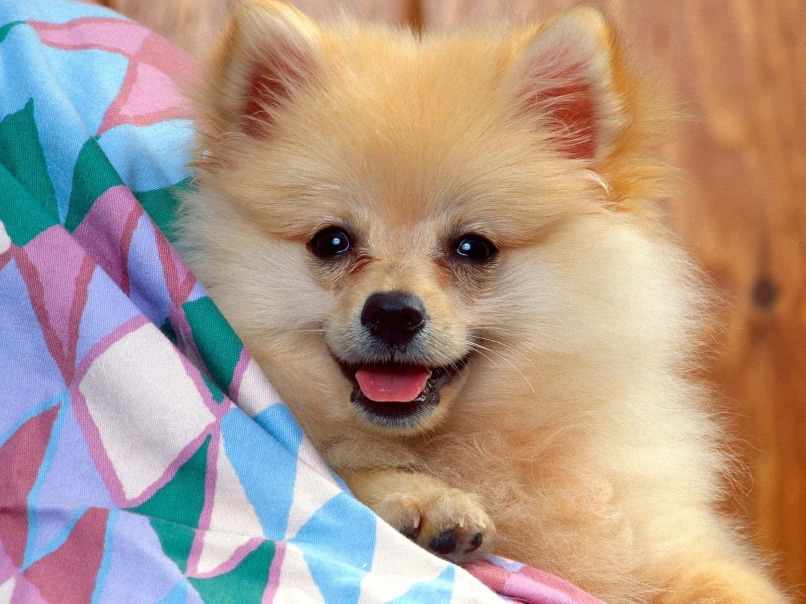 Lovely Smiling Small Dog Pomeranian Wallpaper