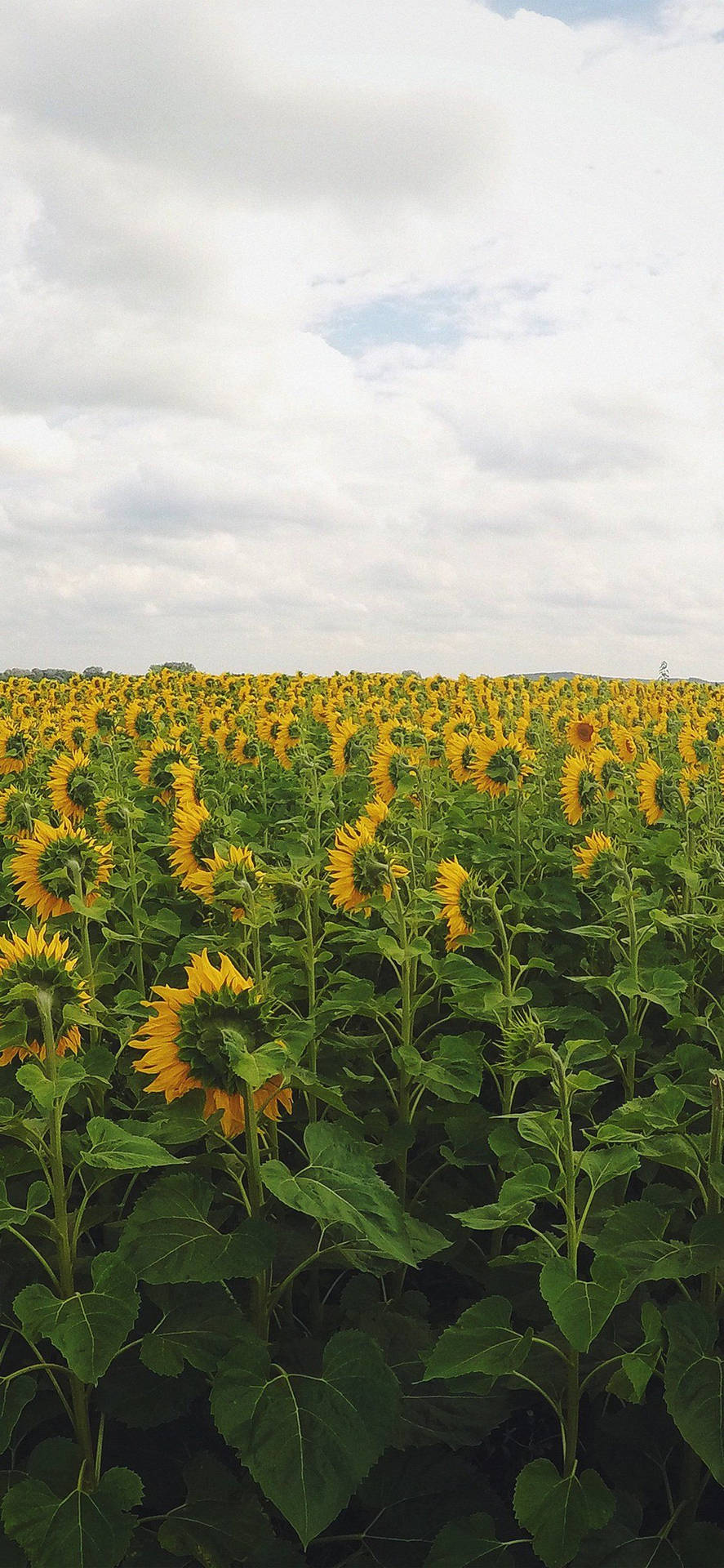 Lovely Sunflower Iphone Background Wallpaper