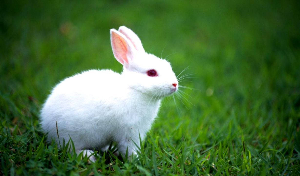 Lovely White Bunny