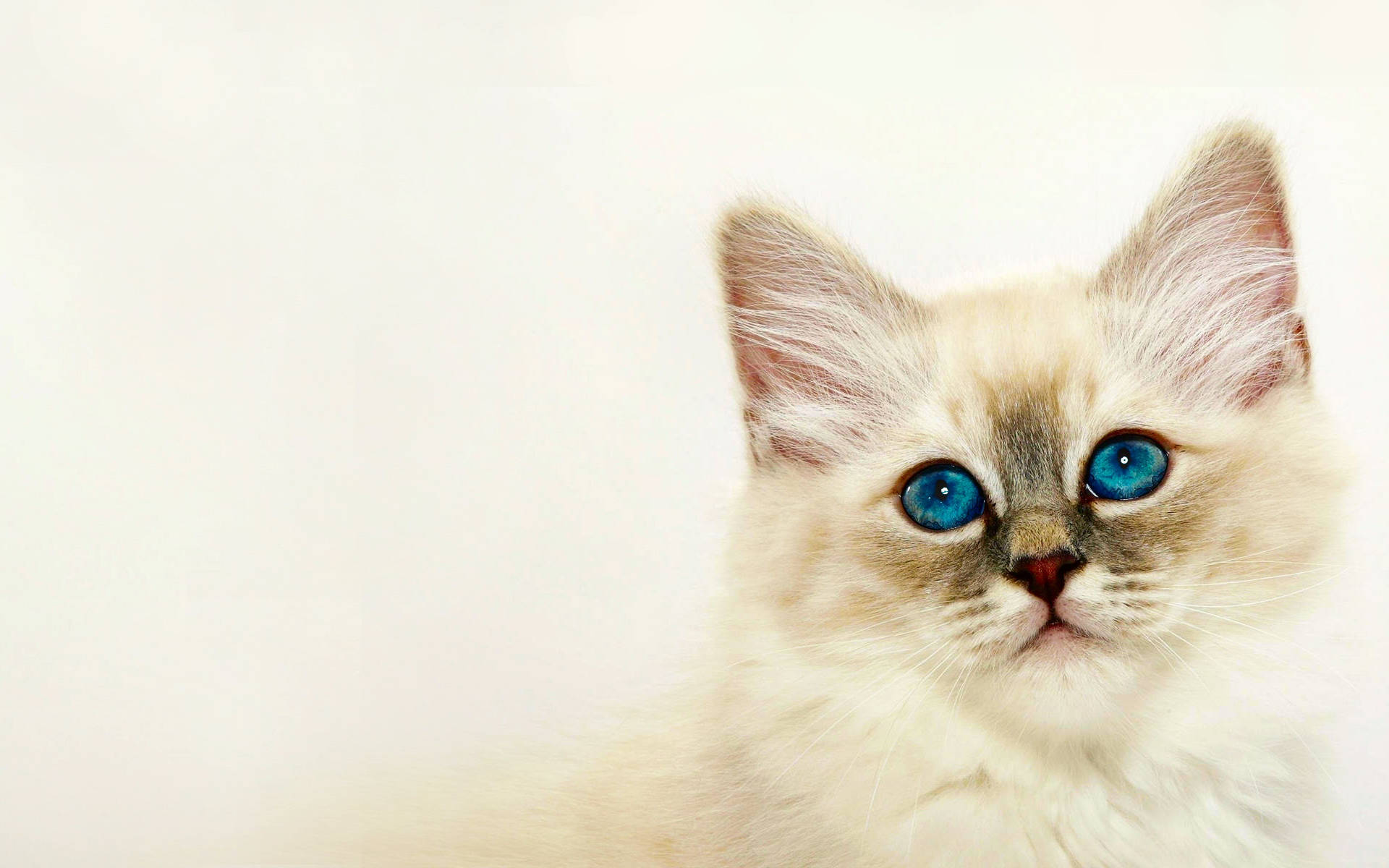 Lovely White Kitten Wallpaper