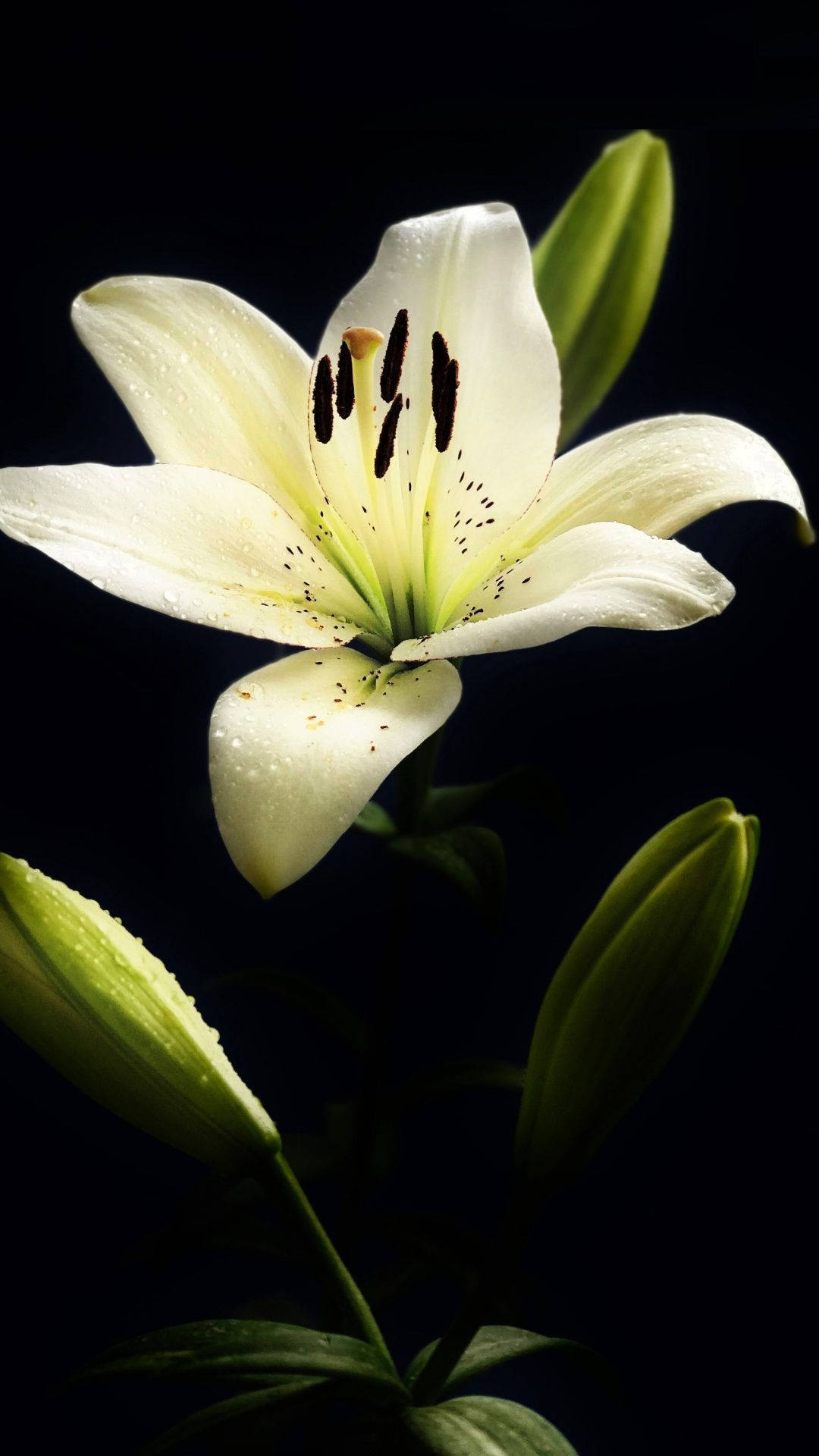 Lovely White Lily In Dark Wallpaper