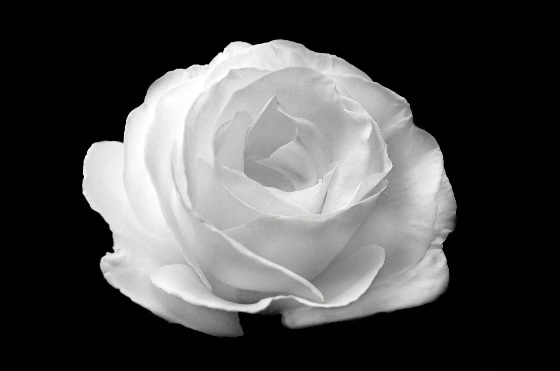 Captivating Contrast: A Solitary White Rose Amidst Black Backdrop Wallpaper