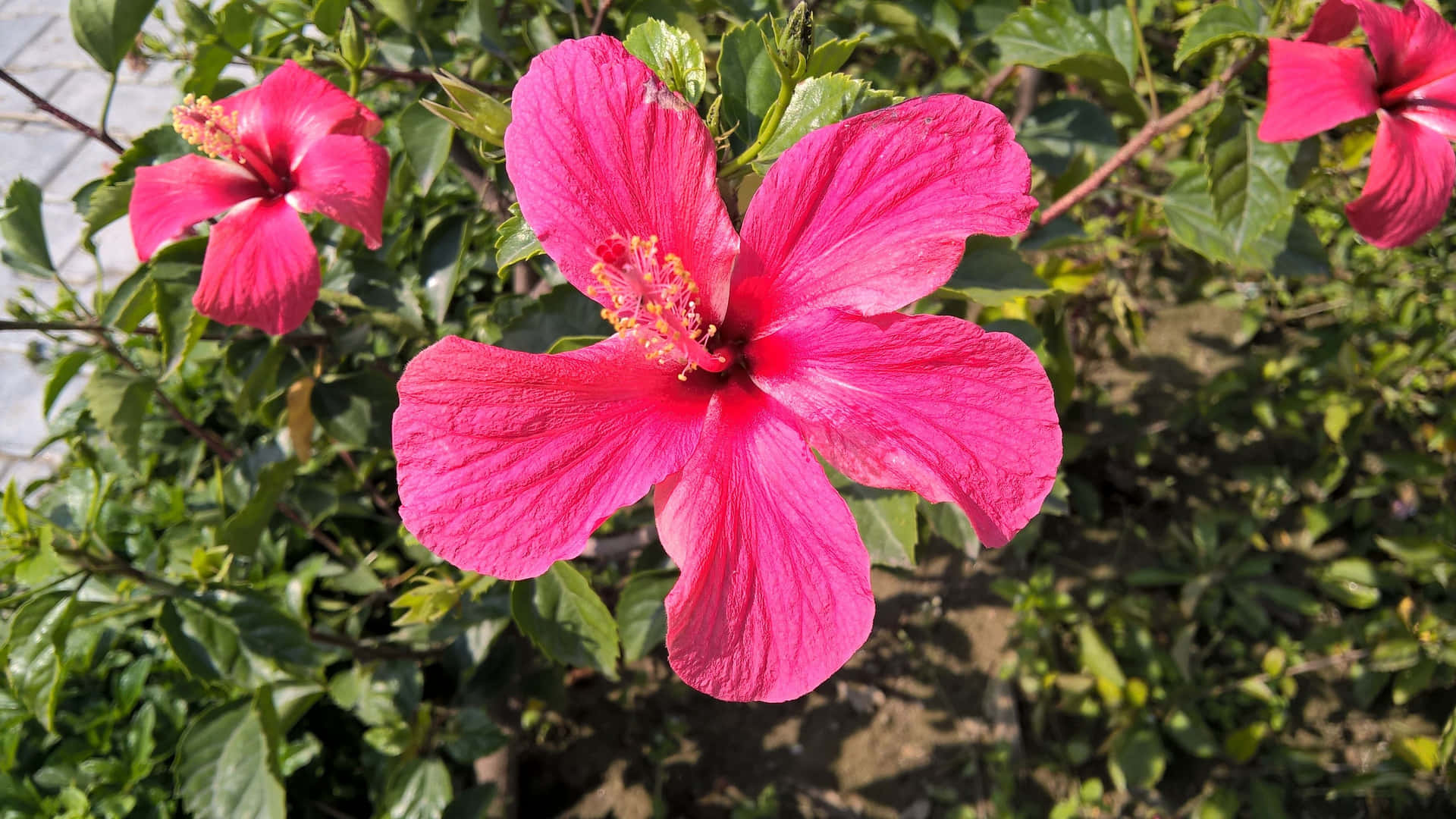 Lovey Hibiscus Flower In Pink Background