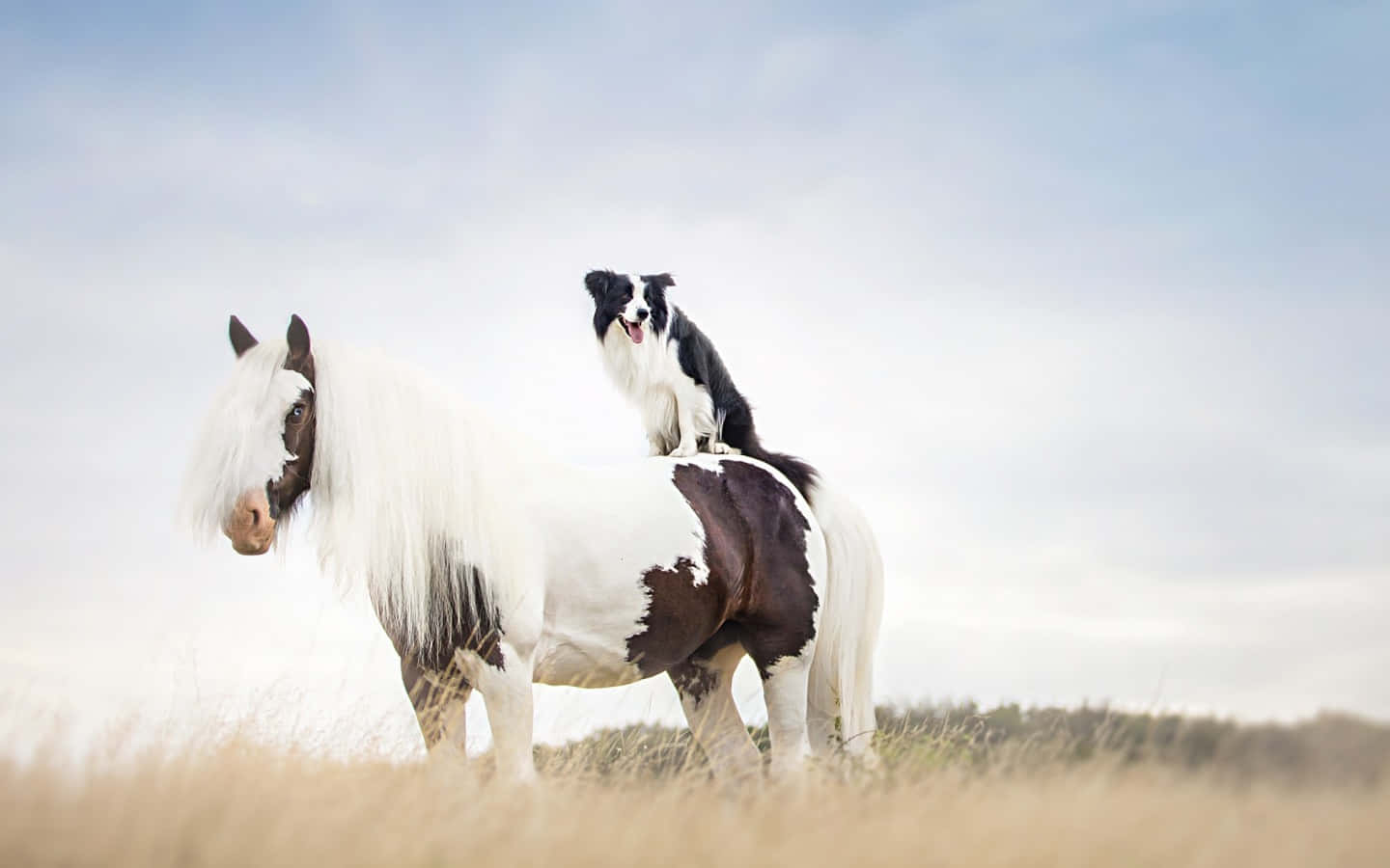 Loving Companions: A Horse And A Dog Wallpaper