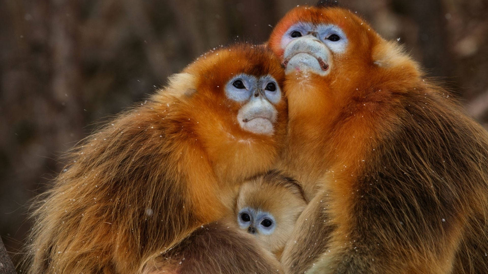 Loving Monkey Family Wallpaper