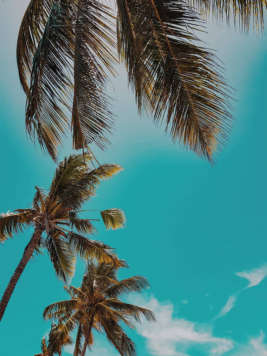 Low Angle Coconut Trees Wallpaper