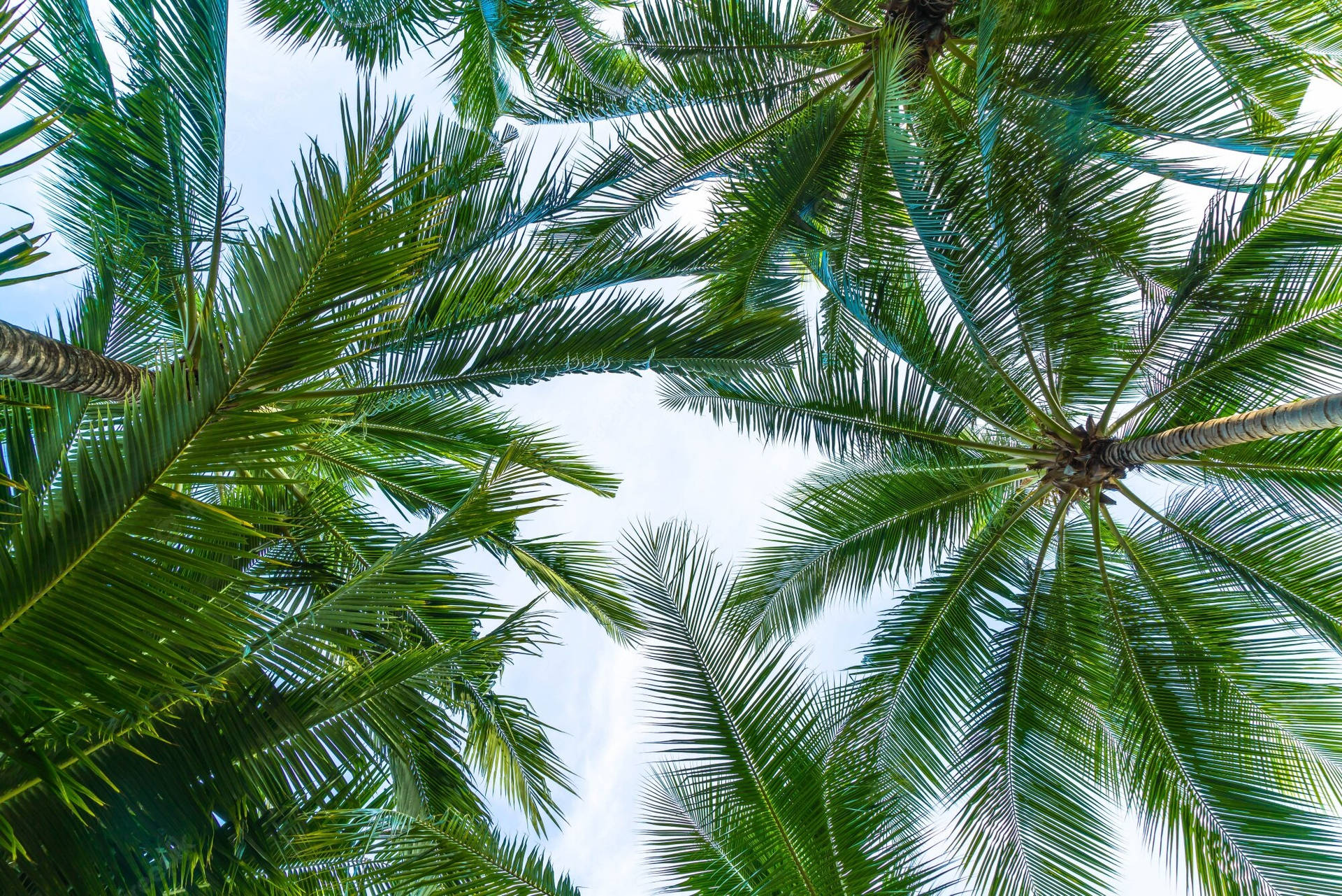 Low Angle Coconut Trees With Vibrant Leaves Wallpaper