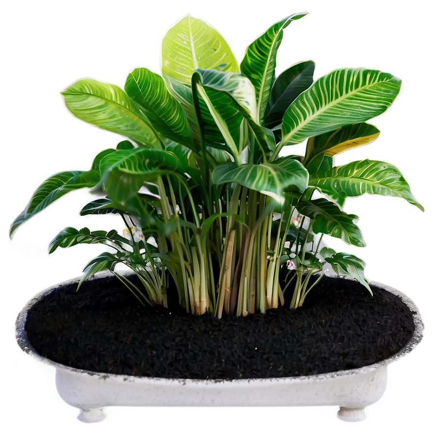 Low Maintenance Plant Png Oca90 PNG