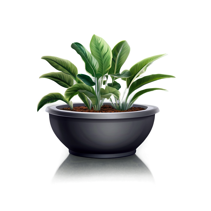 Low Maintenance Plant Png Qsf PNG