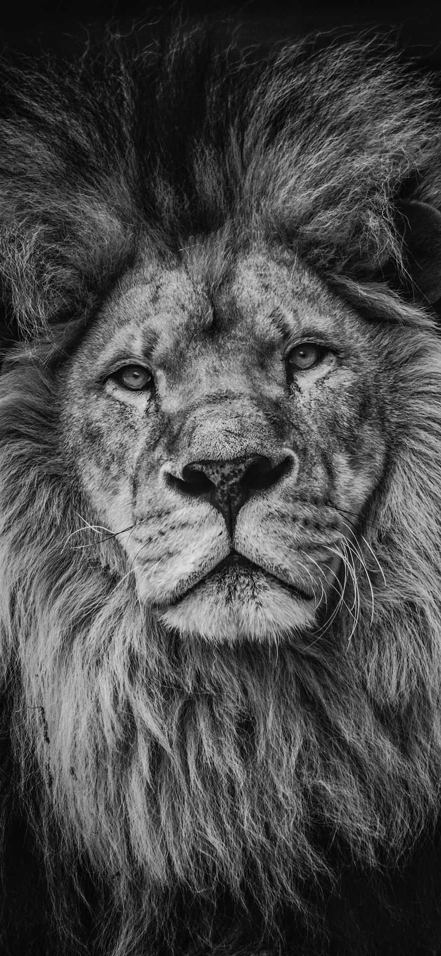 Löwenhintergrundbild