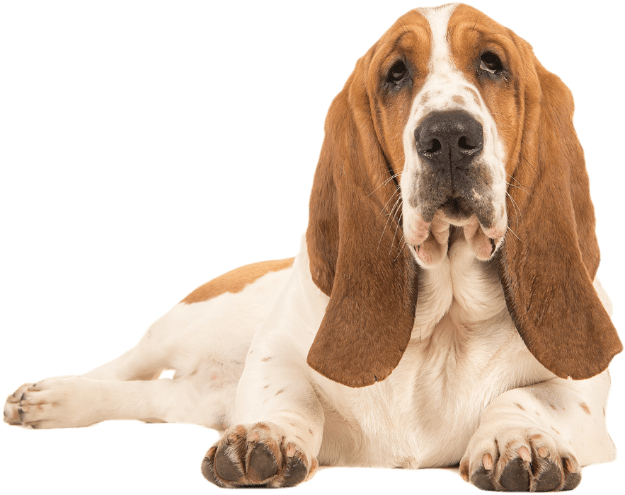 Loyal Basset Hound Resting PNG