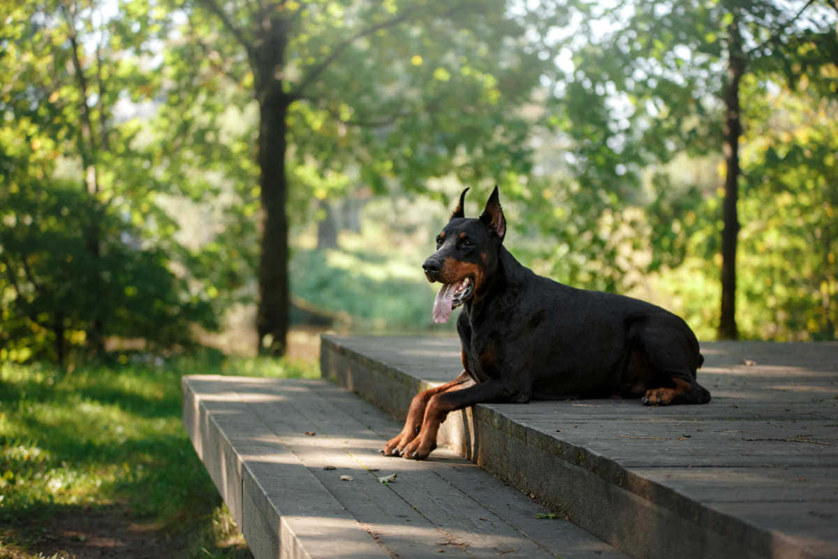 Loyal Guard Dog On Active Duty Wallpaper