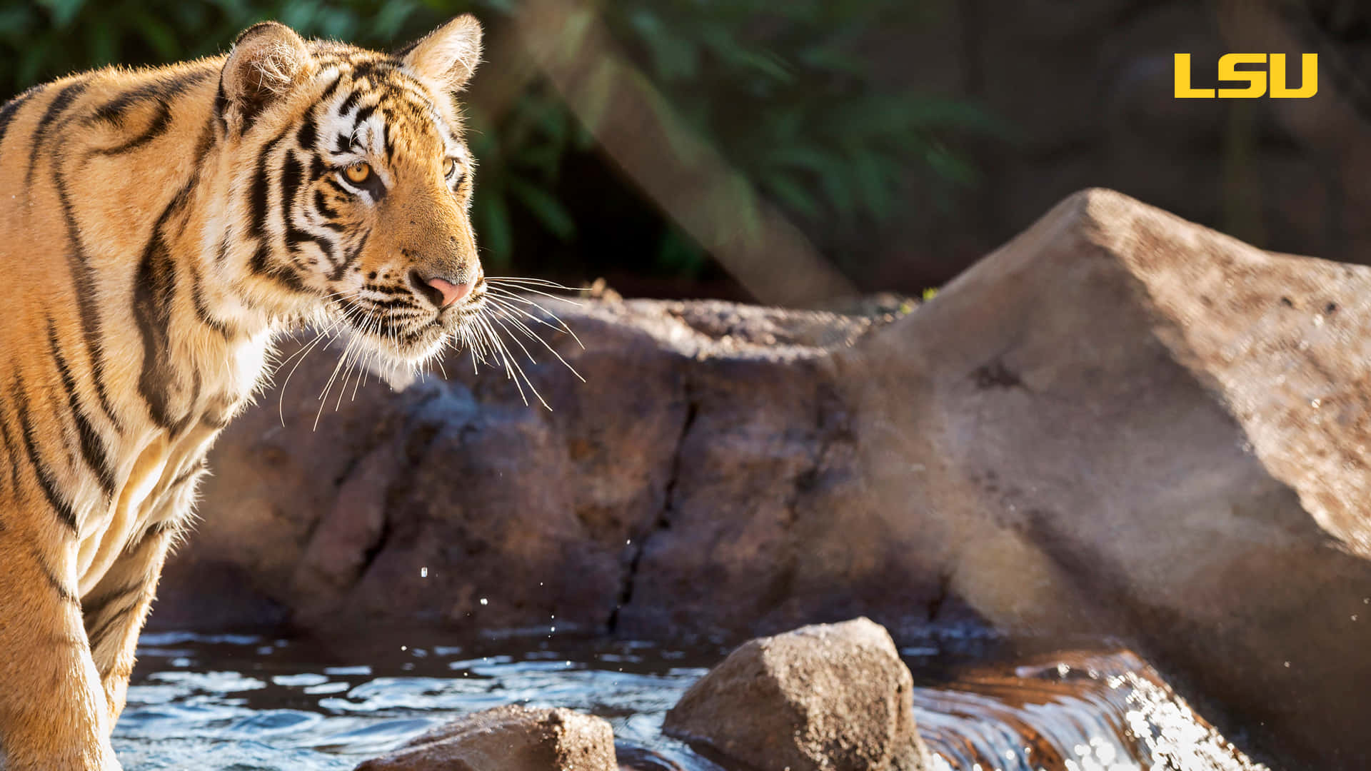En tiger står i et vandhul Wallpaper