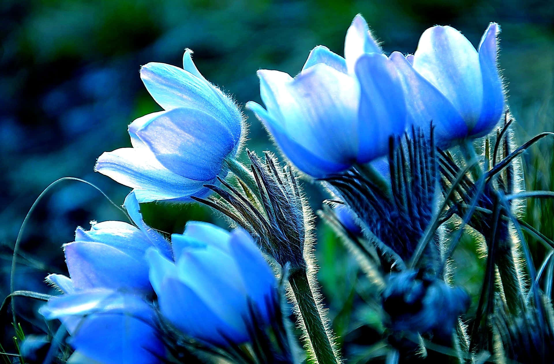 Leuchtendblaue Blumen Schöner Desktop Wallpaper