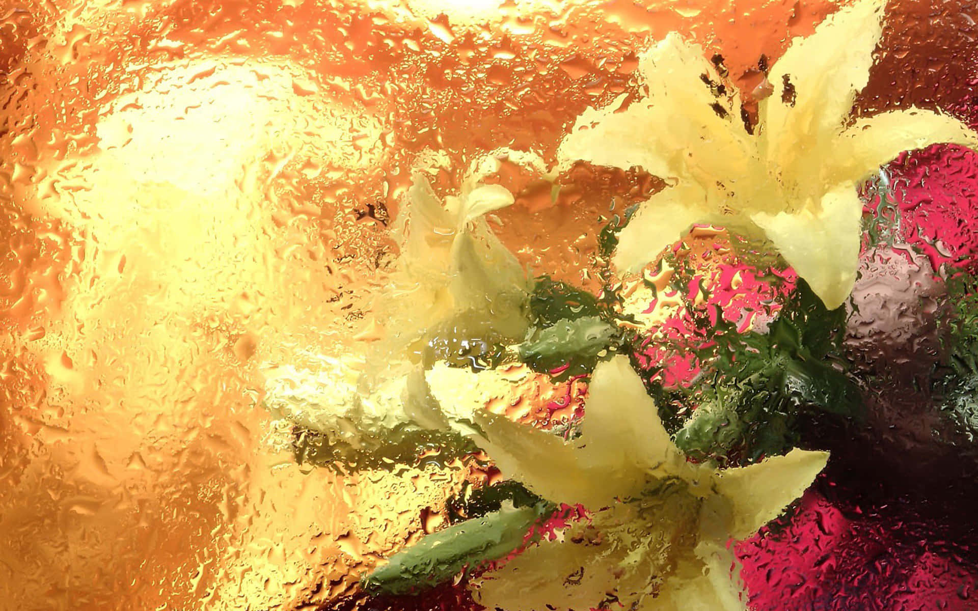 Luminous Floral Condensation.jpg Wallpaper