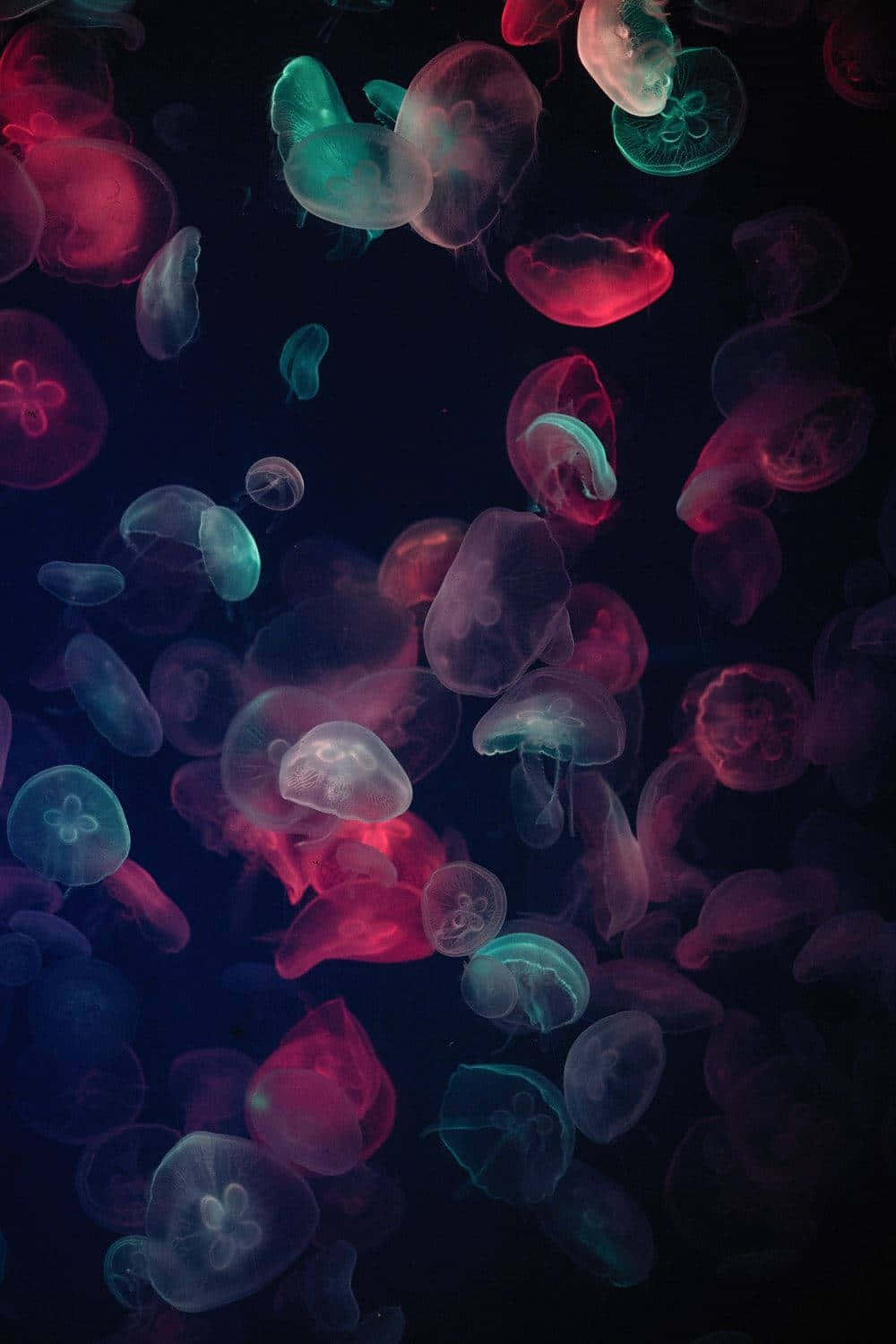Luminous Jellyfish Swarm Wallpaper