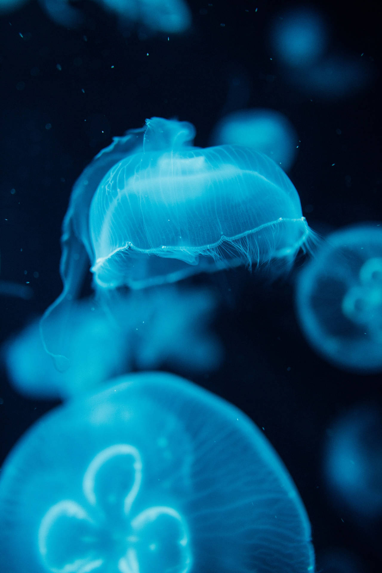 Medusasluminosas En Aguas Azules Del Océano Fondo de pantalla