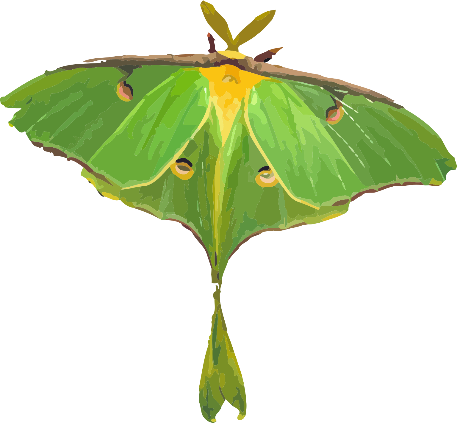 Luna Moth Illustration PNG