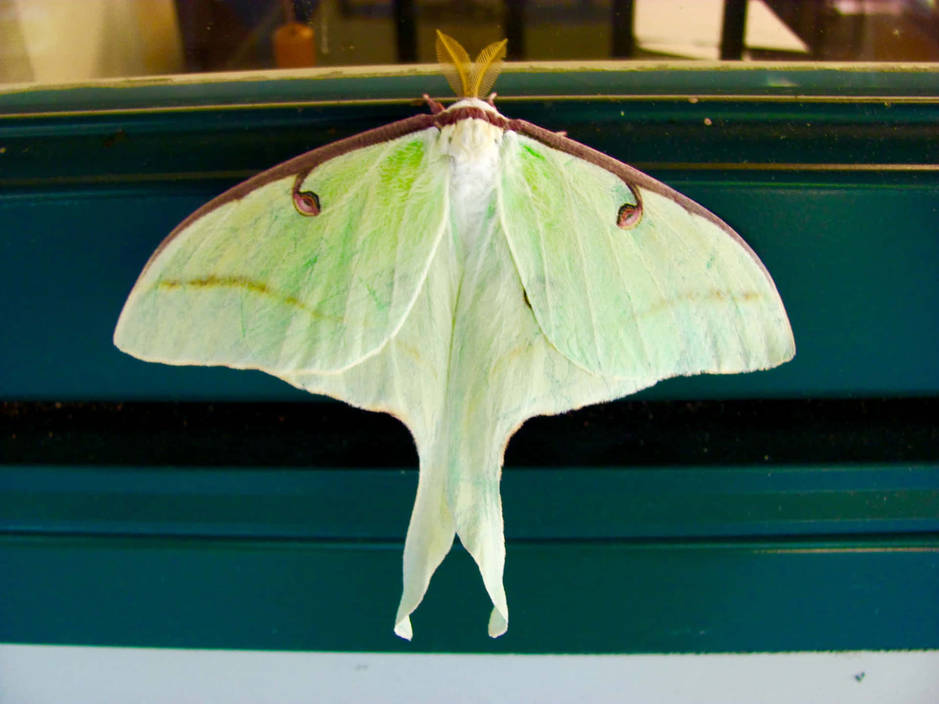 Luna Moth Restingon Window Wallpaper