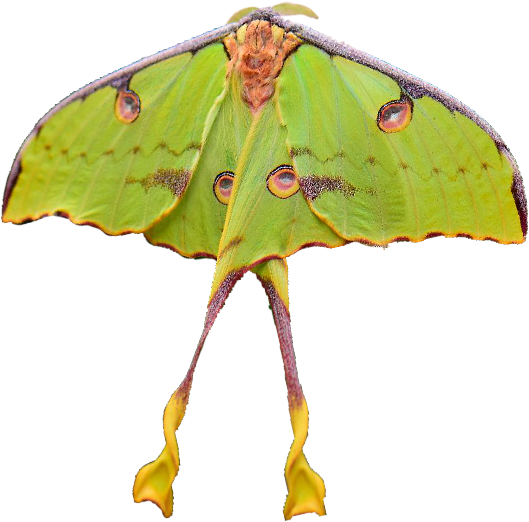 Luna Moth Spread Wings PNG