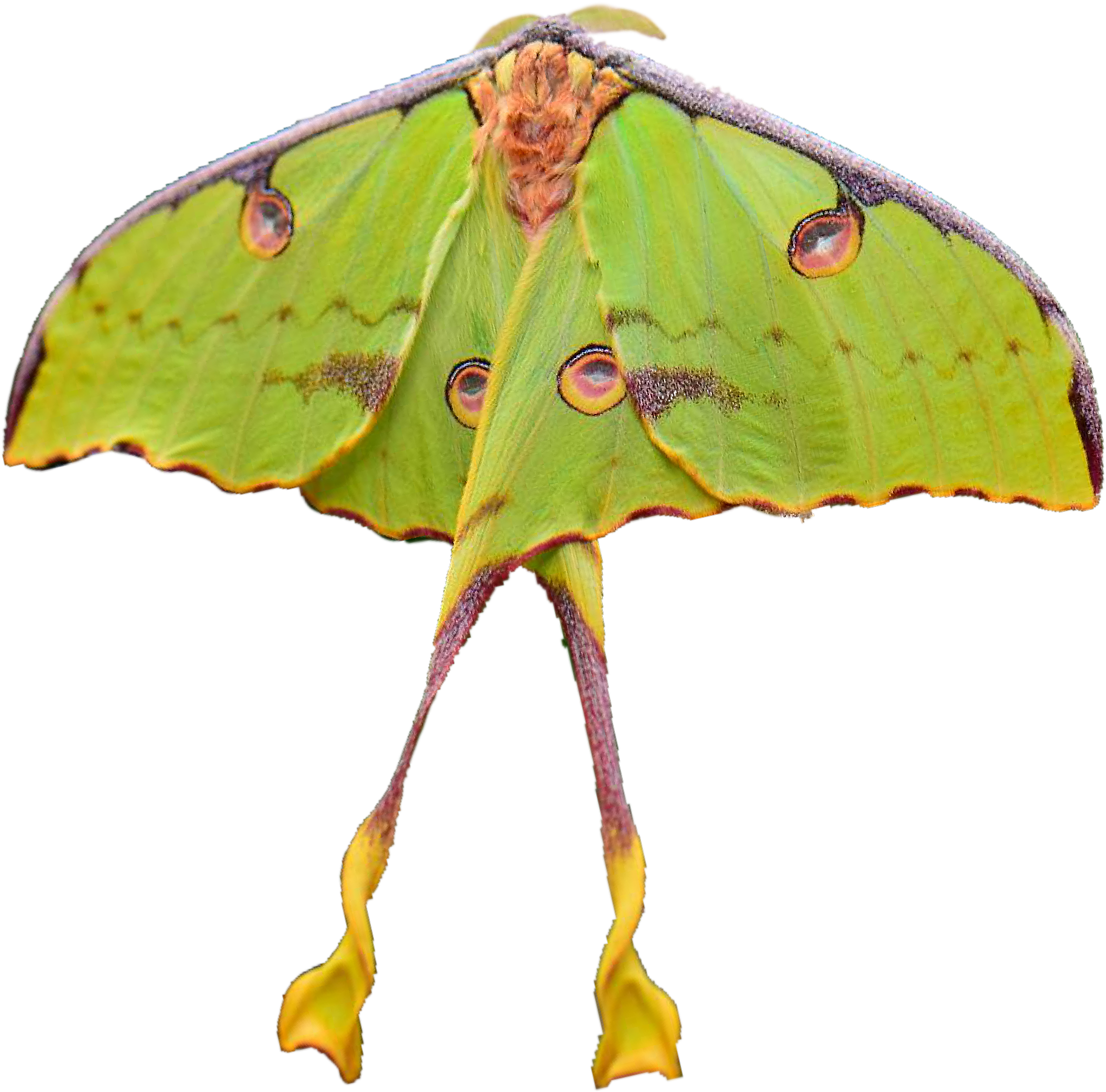 Download Luna Moth Spread Wings | Wallpapers.com