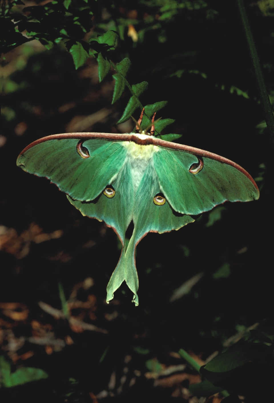 Luna Mothin Natural Habitat Wallpaper