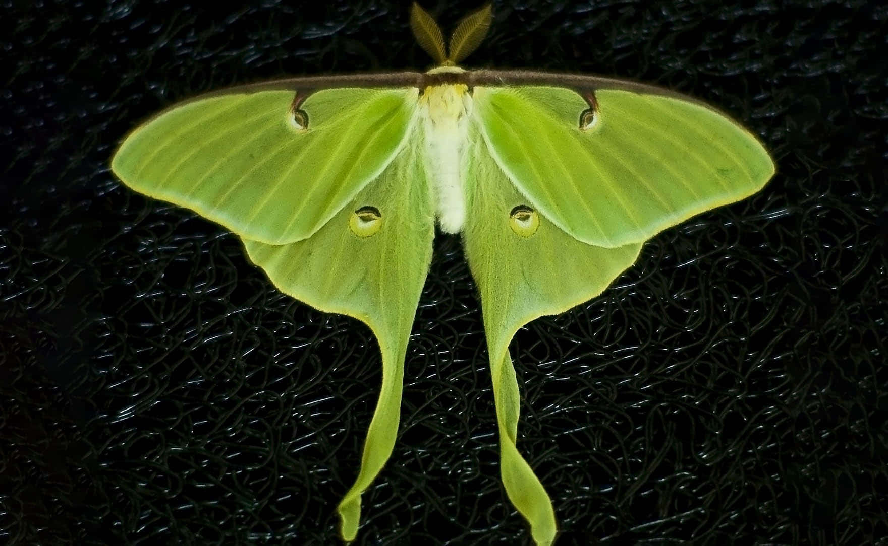 Luna Moth Di Latar Belakang Hitam Wallpaper