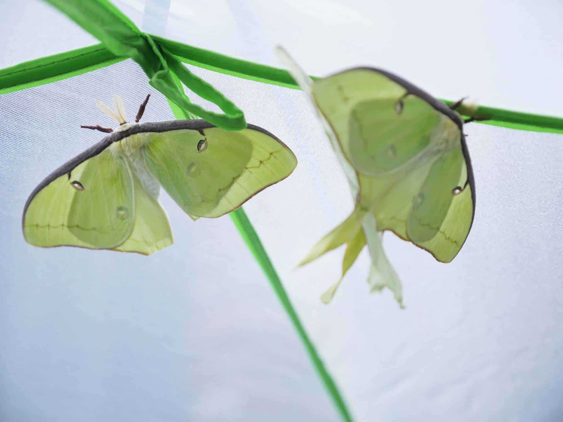 Luna Moths Restingon Green Twine Wallpaper