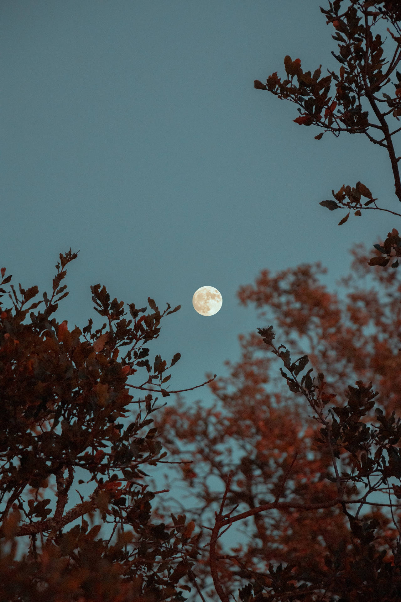 Lunafotografi Med Träd På Natten. Wallpaper