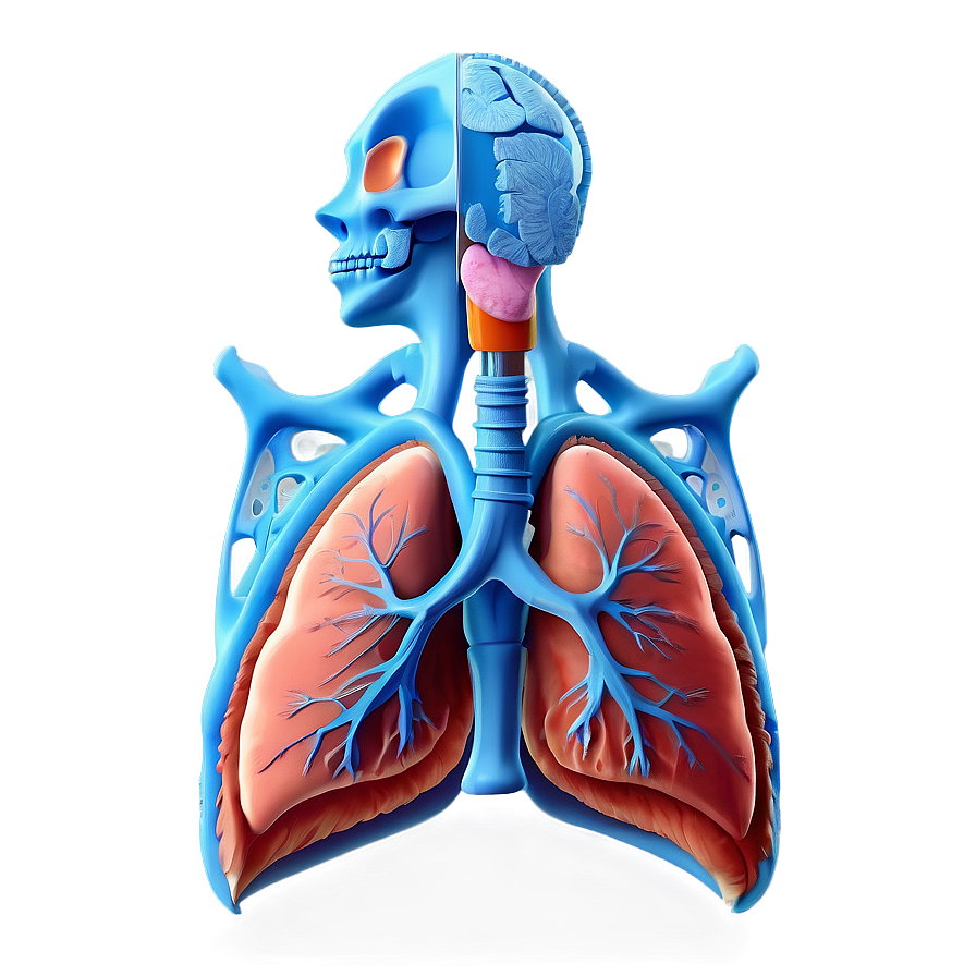 Lung Anatomy Png Kbx PNG