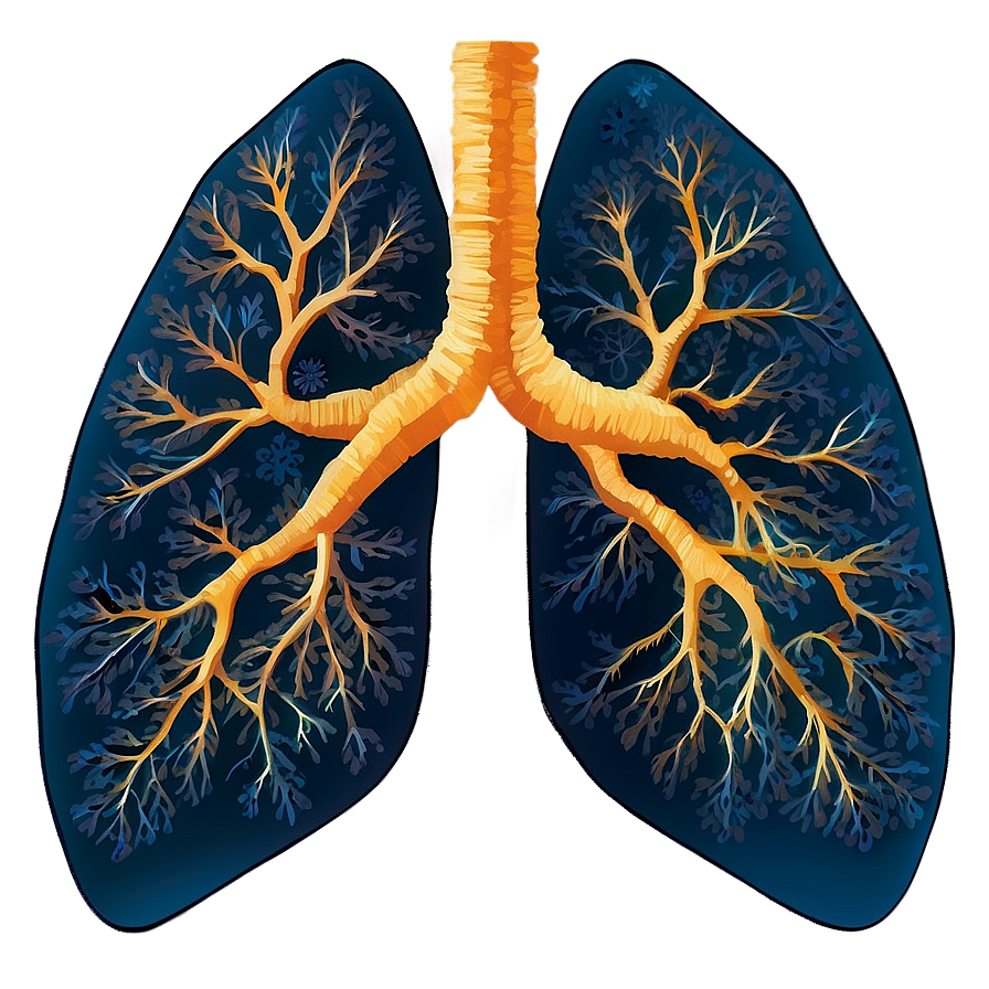 Lung C PNG