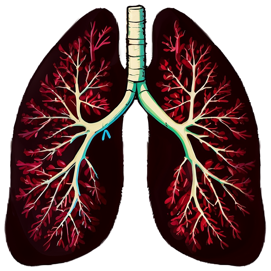 Download Lungs During Exercise Png Wkd20 | Wallpapers.com