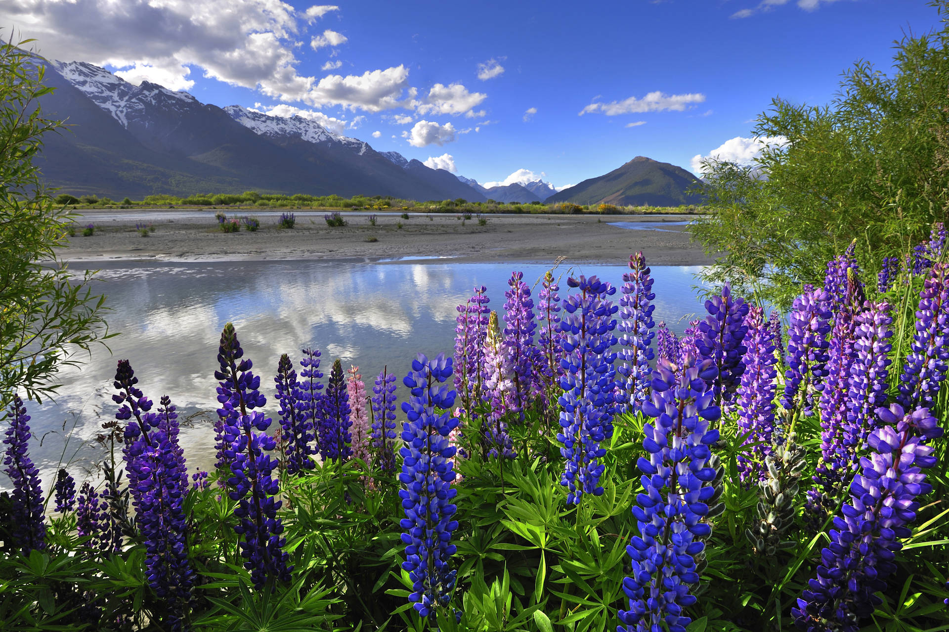 Floresde Lupin Na Nova Zelândia. Papel de Parede