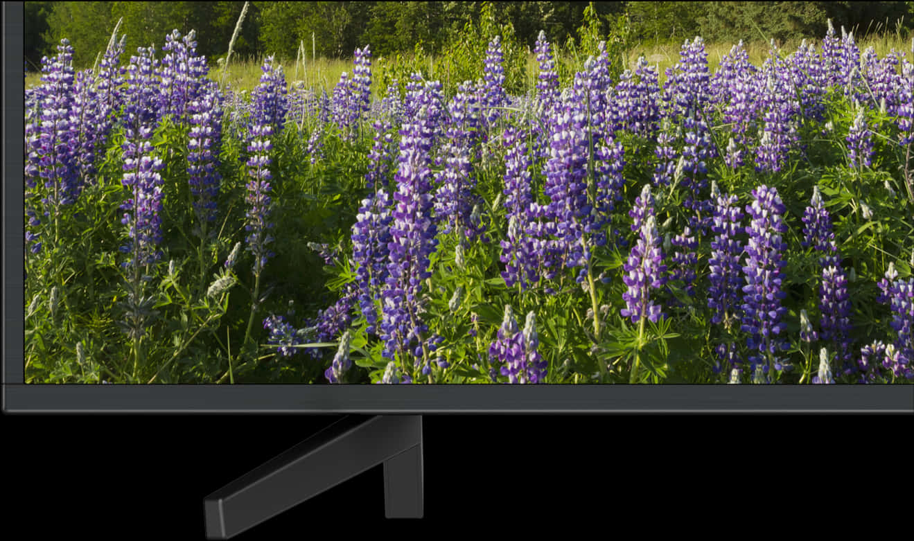 Lupine Field Displayedon L E D T V PNG