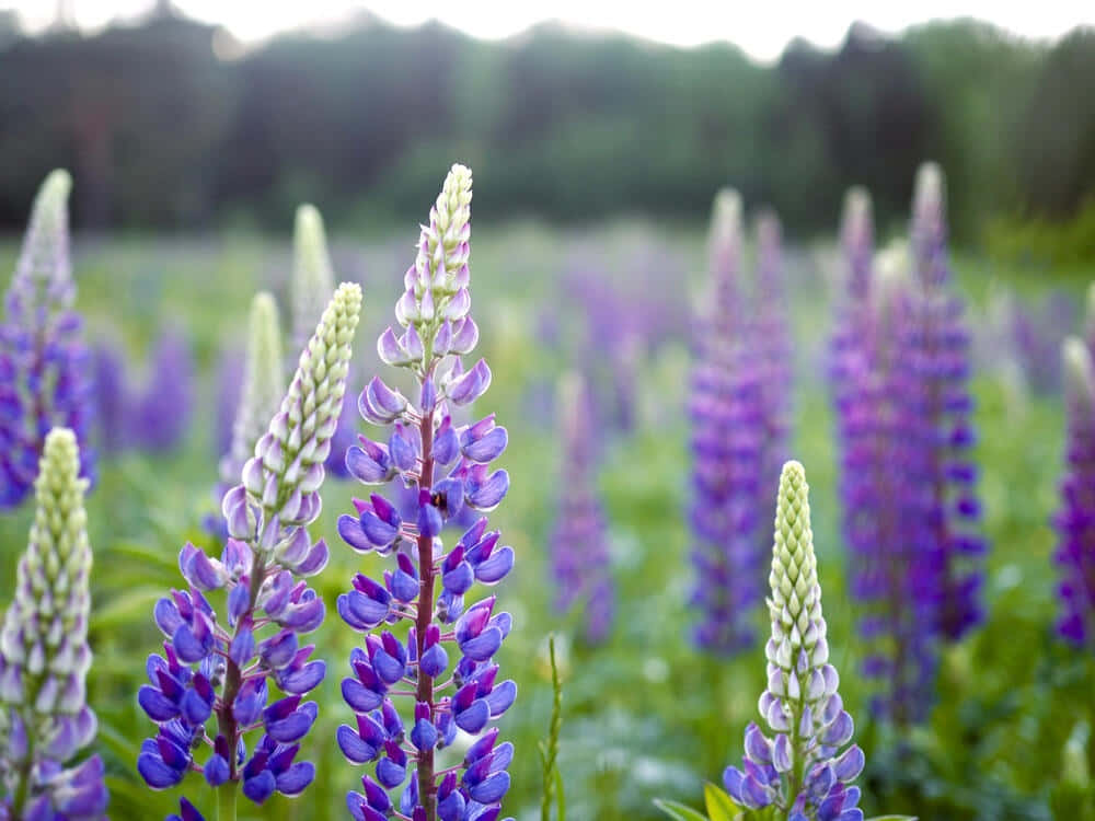 Lupin Eng Sommerblomstring Bakgrunnsbildet